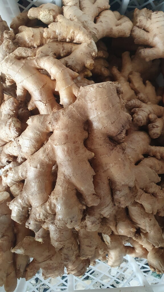 piante officinali ed erbe aromatiche coltivate in Appennino appese per l'essiccazione artigianale.
